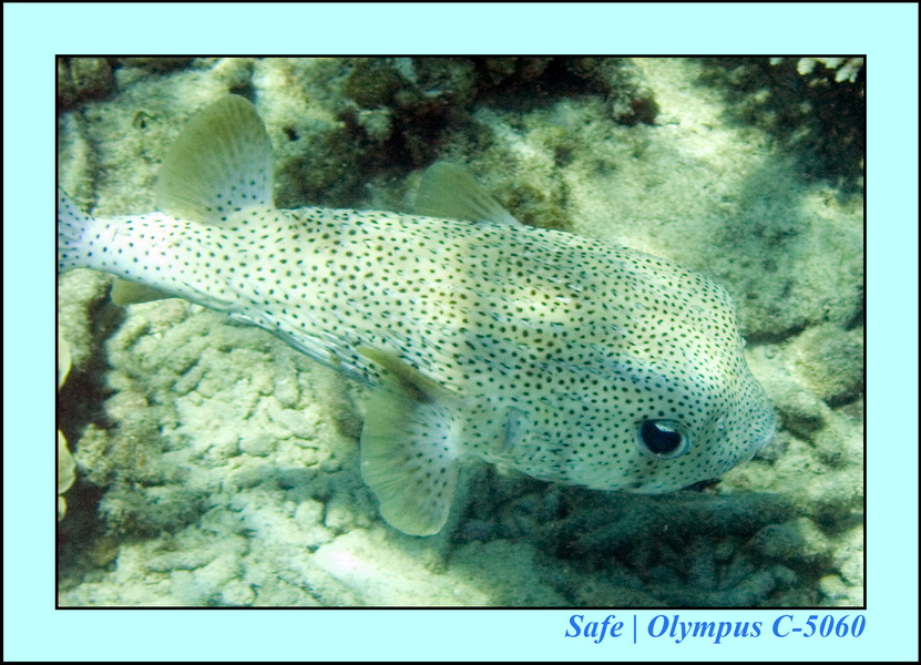 2008 - 07 - Leng Tengah - 056